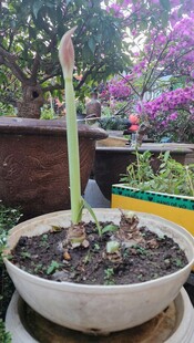 盆栽中的仙人掌与多彩景致