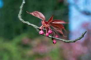 枝头粉红叶果相映成趣