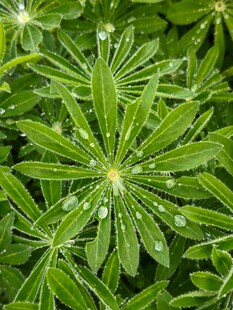 带露珠的嫩绿植物叶片