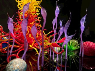 梦幻多彩海底珊瑚景观