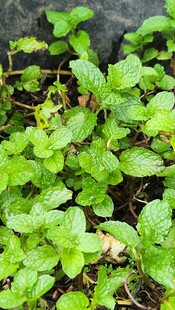 嫩绿叶片植物特写