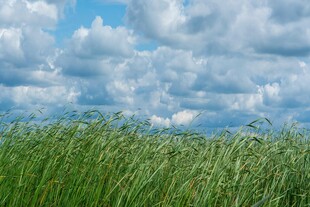 蓝天绿草间的清新自然景色