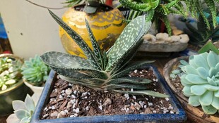 多样多肉盆栽展示