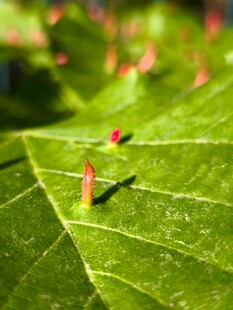 阳光下的翠绿叶片