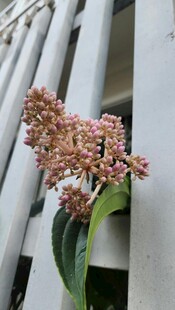 墙边绽放的粉色小花