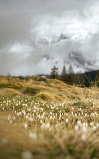 山坡上绽放的白色野花
