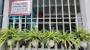 铁栏边的翠绿盆栽植物