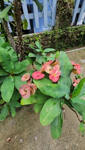 娇艳虎刺梅绽放绿叶间