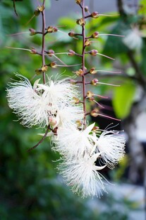 白色绒花挂枝头
