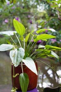 室内绿植盆栽展示