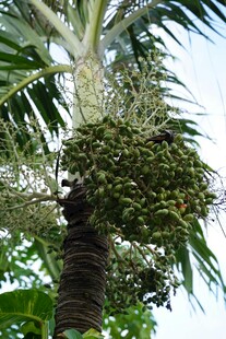 棕榈树上的繁茂寄生植物