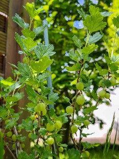 绿叶间的蓬勃植物