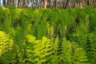 茂密蕨类植物的森林景致