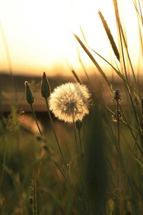 夕阳下的蒲公英