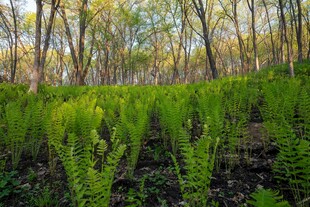 春日林间嫩绿蕨类植物