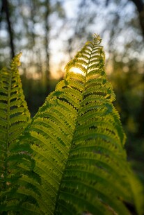 阳光下的蕨类植物叶片