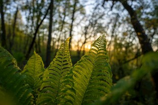 林间蕨类植物的光影之美