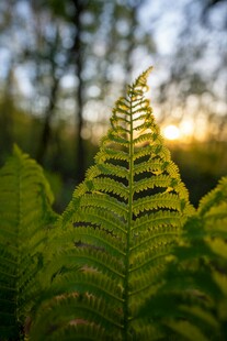 阳光下的蕨类植物叶片