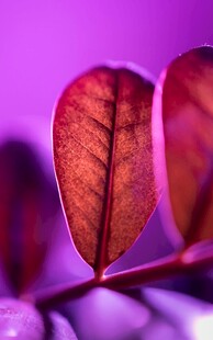 紫叶特写