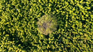 俯瞰葱郁绿植中的空地