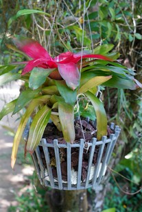 悬挂盆栽红掌 绿意盎然