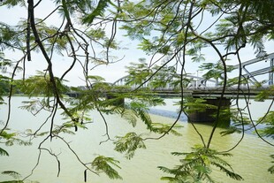 湖畔垂柳映桥的静谧景致