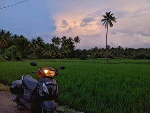 田野边的摩托车与椰树风景