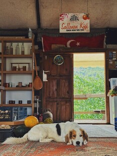 温馨小屋内的悠闲狗狗