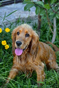 棕色小狗惬意趴于草地