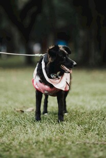 草地上的可爱牵绳小狗