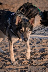 沙滩上行走的帅气狗狗