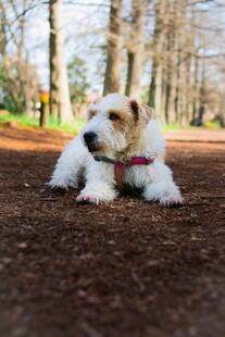 趴在地上的可爱小狗