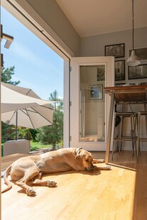 室内躺卧的宠物狗