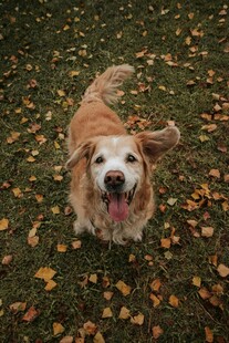 秋日草地的欢乐小狗