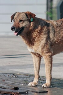 站立的棕色大狗