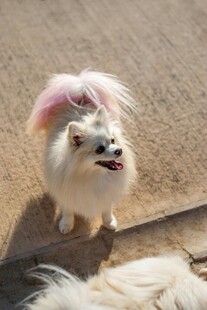 粉色毛发的可爱小白狗