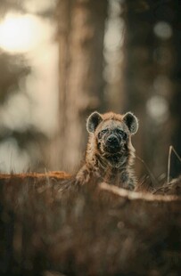 草丛中的好奇鬣狗