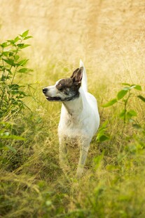 草地上的可爱小狗