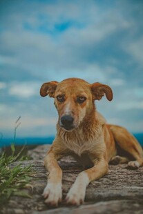 趴在木头上的可爱小狗