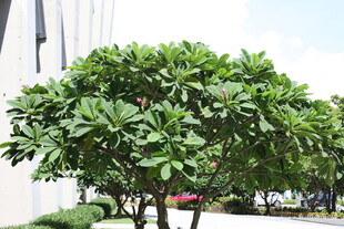 绿叶繁茂的街道景观树