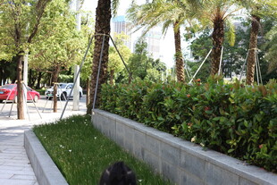 城市街边绿植景观