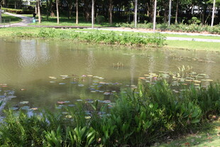 宁静池塘边的绿植景观