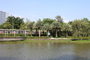 湖畔绿树环绕的宁静风光