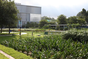 户外绿植环绕的建筑景观