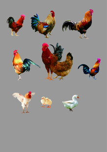多样鸡类展示
