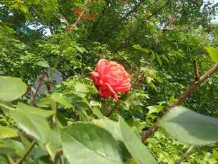 娇艳红玫瑰绽放绿叶间