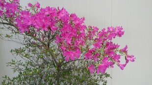 绽放的艳丽三角梅