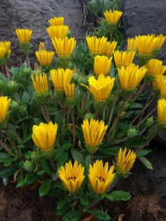 黄色花朵绽放于绿叶间