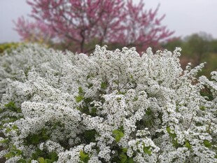 繁花盛放的绚烂春日景象