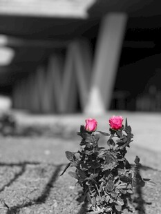 路边绽放的两朵娇艳玫瑰